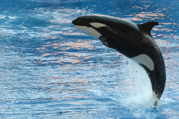 Orca whale jumping
